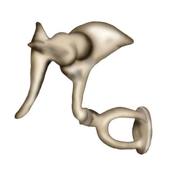 Mittelohr / Gehörknöchelchen