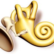 Innenohr / Cochlea